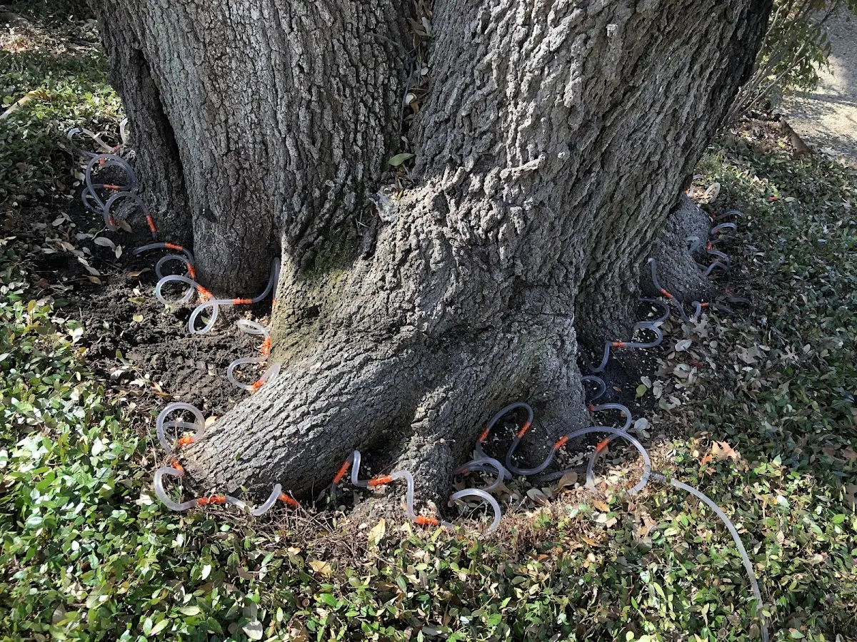 Detailed Tree Cabling and Bracing job site in Nordheim