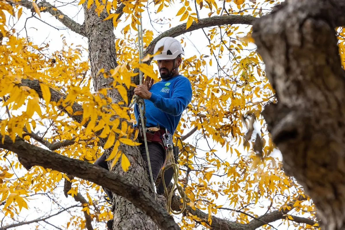 Skilled Tree Pruning crew working in Nordheim